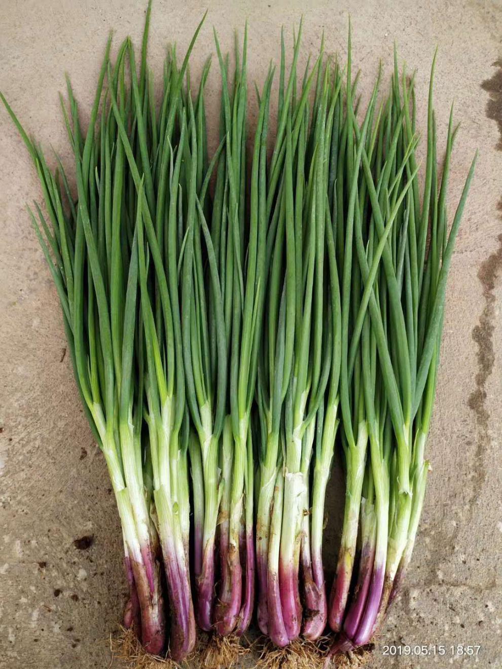 四川四季新鲜黄葱头种子盆栽小葱头火葱油葱小香葱头红葱头农香葱头20