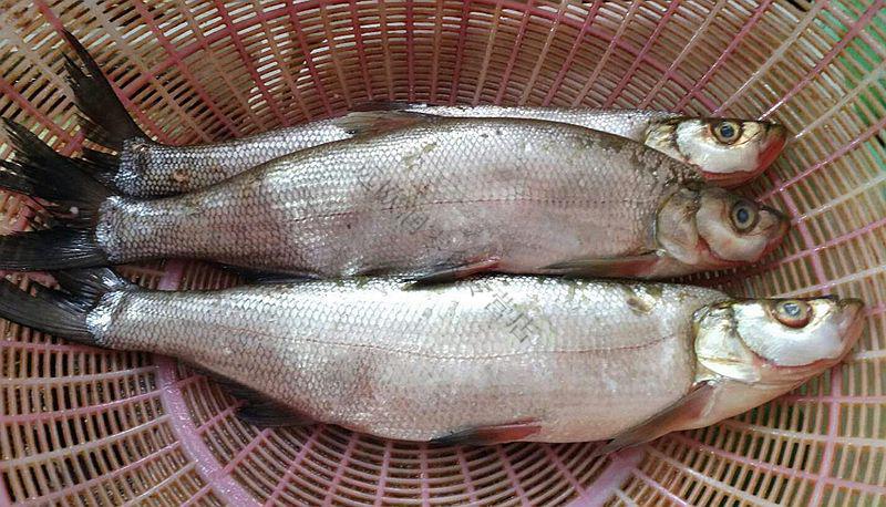 6斤野生大白鱼 原味【图片 价格 品牌 报价】-京东