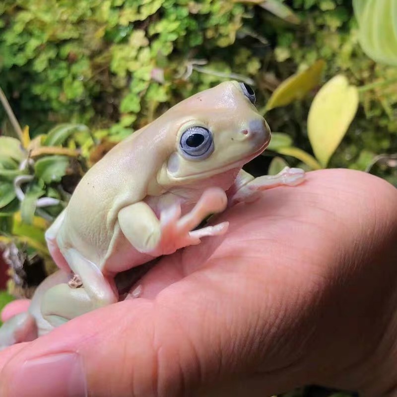 青蛙活体活物老爷树蛙宠物活体奶牛树蛙宠物蛙绿蓝姥爷树蛙旅行蛙进口
