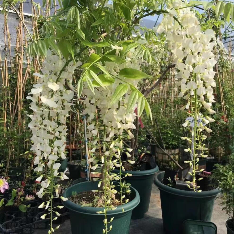 紫腾花树长穗紫藤萝藤蔓树苗盆栽老桩四季开花庭院 蓝月亮 5年1.