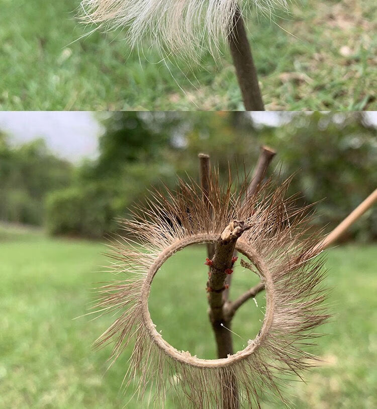 私密发货 锁精天然山羊眼圈男用阴茎锁精套环女用刺激高潮 一只
