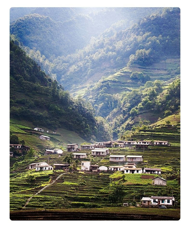 亚朵村的茶亚朵酒店亚朵村的茶傈傈族高山红茶绿茶带亚朵回家 亚朵