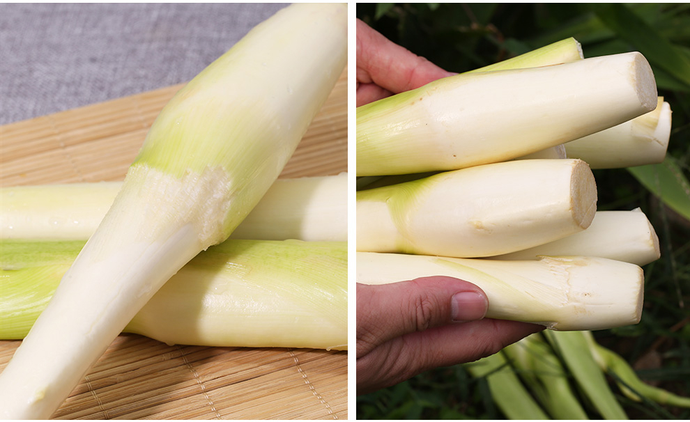 台州新鲜茭白高笋农家菜茭儿茭瓜交白当季蔬菜 3斤