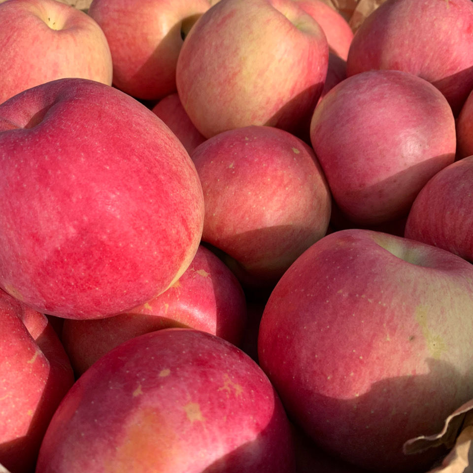 橙伯乐果园直发东北盖州寒富苹果辽南盖县冰糖心苹果红富士苹果脆甜