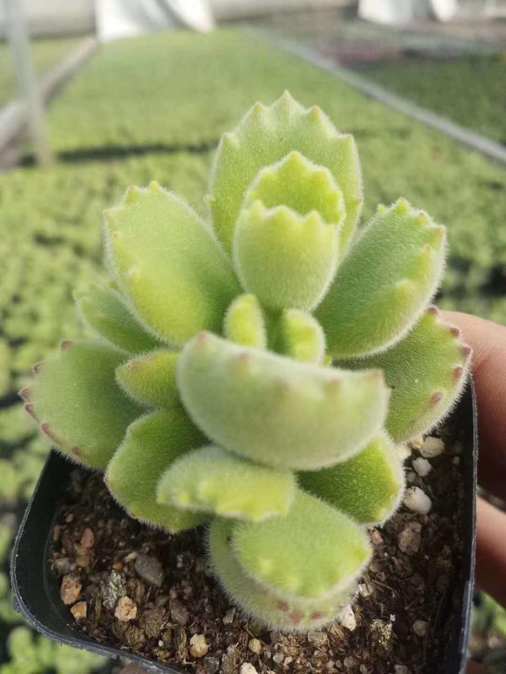 绿熊多肉植物新店熊童子萌趣味小盆栽办公室熊爪老桩绿熊30 大绿熊群