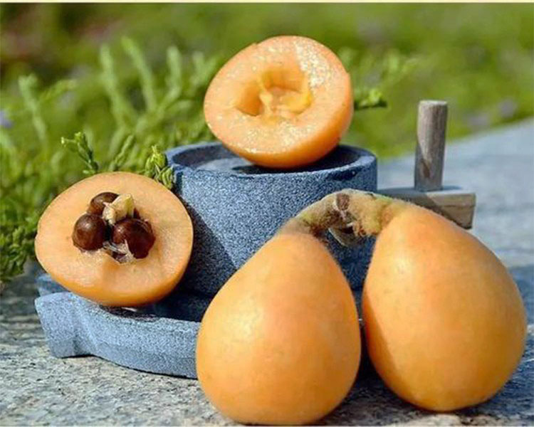 嫁接白玉无核枇杷树耐寒果树苗特大白沙琵琶苗南北方地栽盆栽种植12年