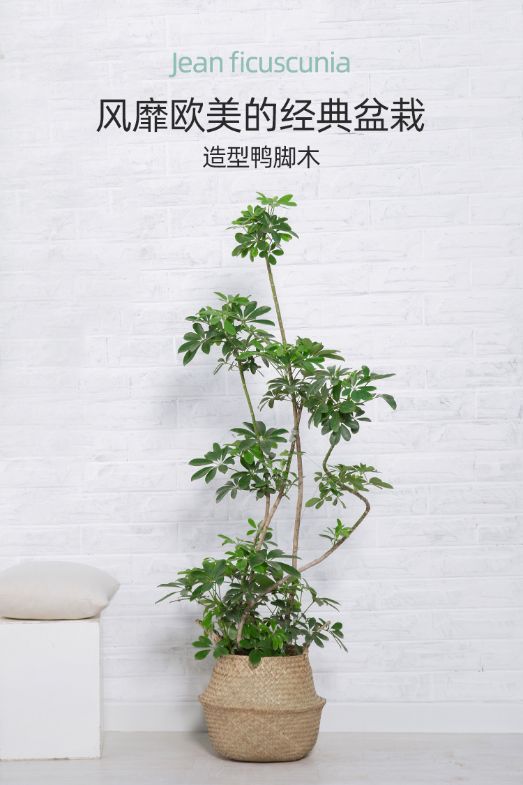 鸭脚木大盆栽造型鹅掌柴室内客厅办公室大型多枝好养大植物高150170cm