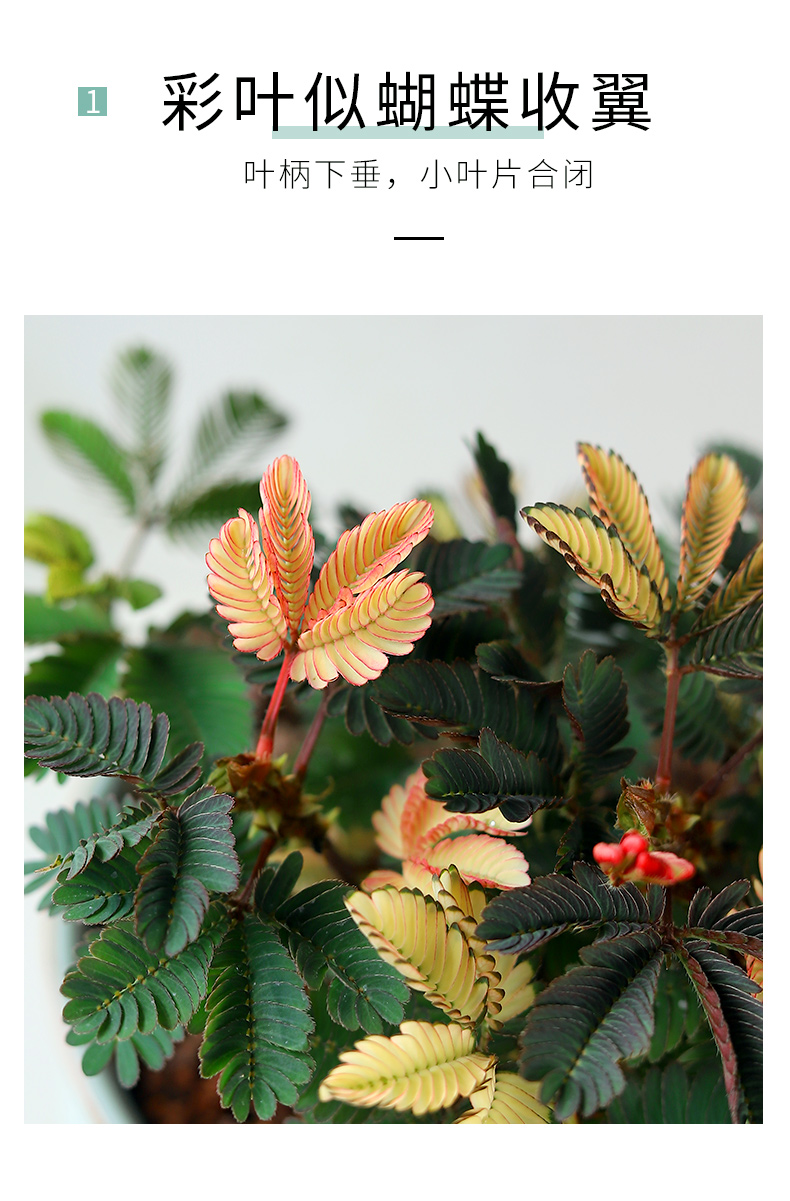 彩虹含羞草盆栽趣味植物阳台室内教室小绿植好养活五彩花卉害羞草彩虹