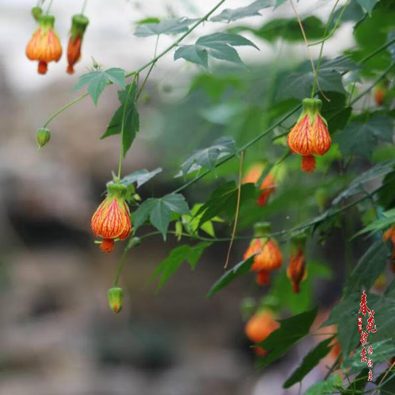 阳台花园垂吊花卉木本灯笼风铃花纹瓣悬铃金铃花盆栽倒挂金钟花苗 2年