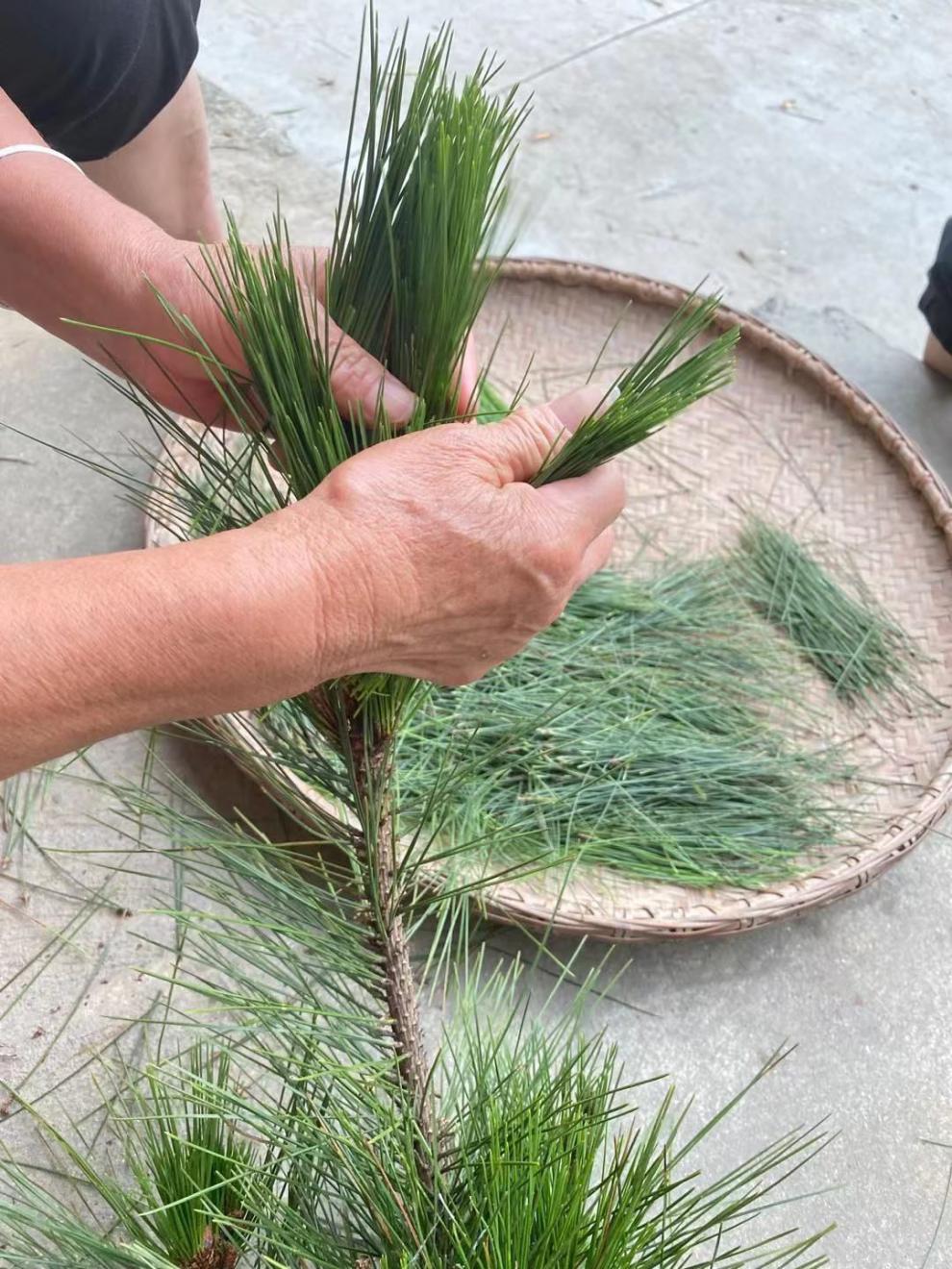 夜之君天柱山野生马尾松针茶叶两针五针松叶松毛阴干