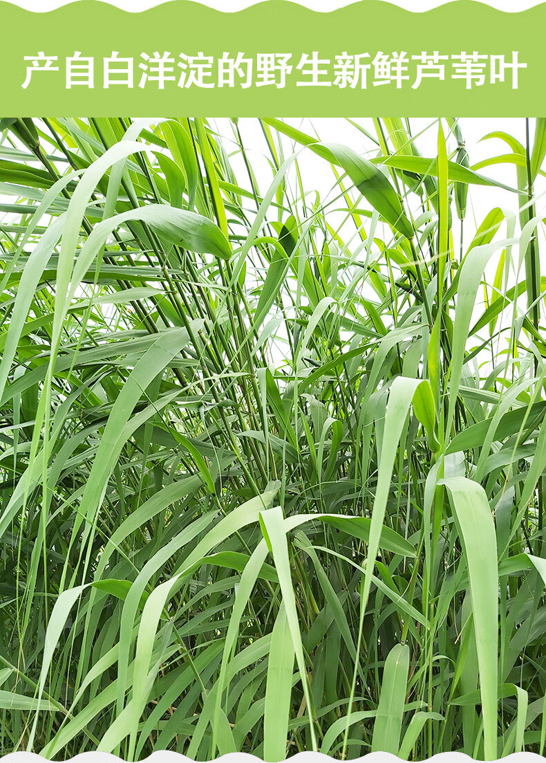 源外园新鲜芦苇叶粽子叶柴叶现摘端午包粽子叶200片