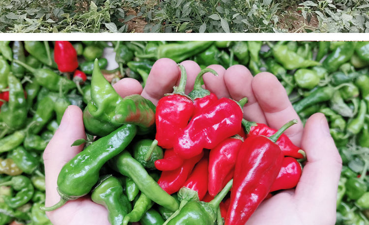 江西余干辣椒新鲜3斤正宗余干丰收辣椒枫树薄皮辣椒特辣1斤 3斤 余干