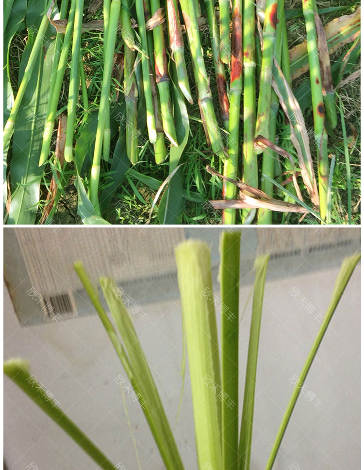 甜高粱杆种籽春季四季北方甜杆小甘蔗种甜芦粟种子水果种孑甜杆25克