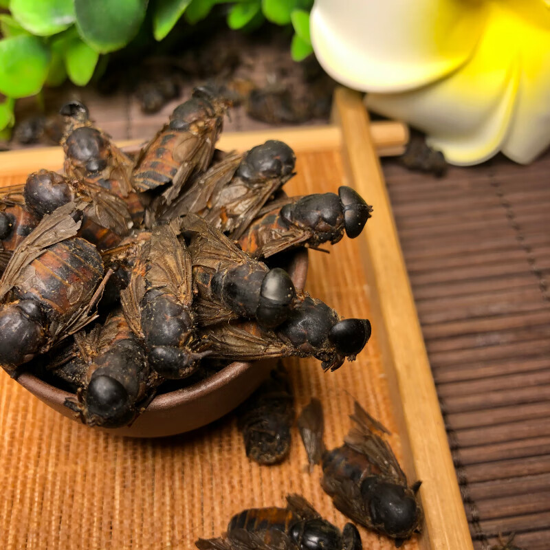 同仁堂牛虻虫 牛虻虫中药材50克 牛苍蝇 牛氓虫 牛蚊子 虻虫 蜚虻