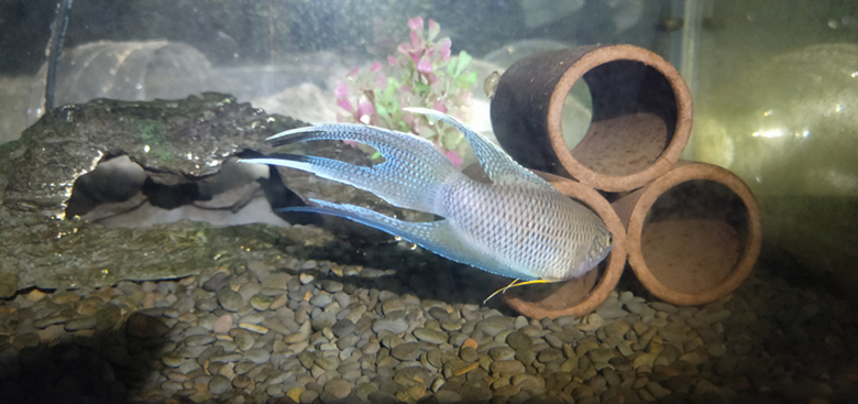 kjhgf中国斗鱼活体普叉尾野生冷水不换水观赏鱼蓝黑普叉尾好养耐活包