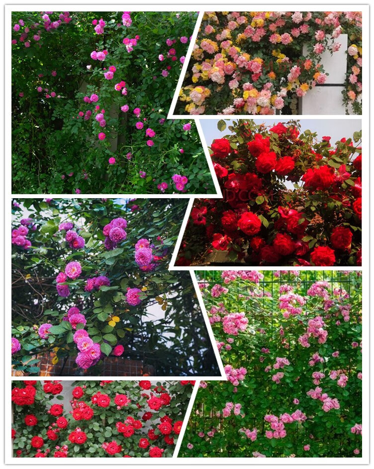 四季播种蔷薇花玫瑰藤本花卉花种子盆栽爬藤植物爬墙快花籽易种蔷薇奥