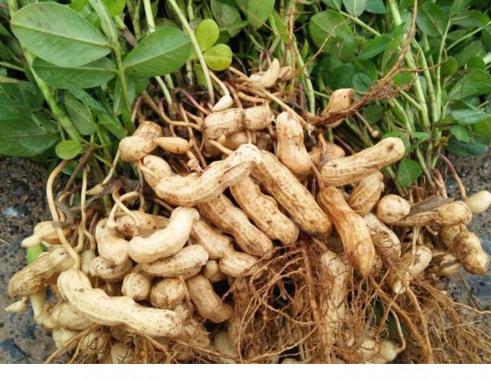 现炒四粒红小花生带壳红皮炒货红衣米籽炒熟原味新货种子 【炒熟】带