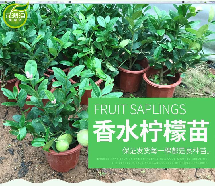 果树苗香水柠檬树苗南方北方种植柠檬苗盆栽地载水果苗子当年结果紫