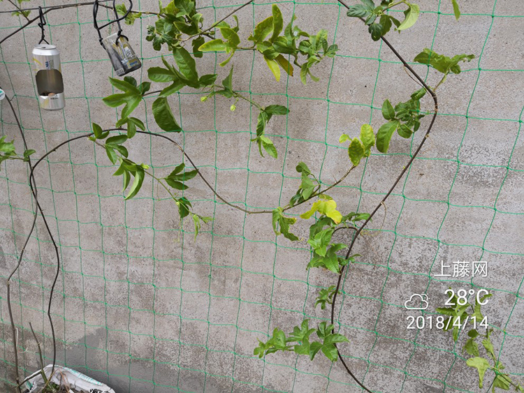 花卉爬墙网格园艺爬藤网葡萄黄瓜植物爬藤搭架网加强版尼龙网牵牛花