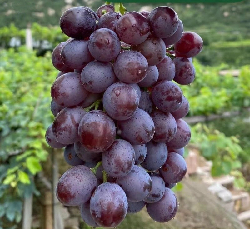 昌黎玫瑰香葡萄皮薄无籽现货新鲜应当季水果孕妇果自然熟son礼生鲜 3