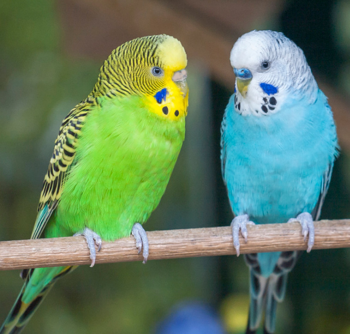 不二臣宠物鸟活物鹦鹉活体粮会说话幼虎皮黄化云班手养玄凤鹦鹉活鸟