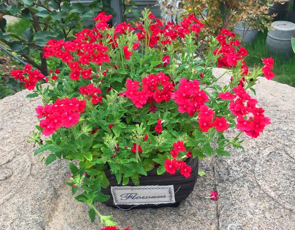 美女樱盆栽 带土球带花发货 垂吊花卉 耐寒花期长 美女樱紫色白心大盆