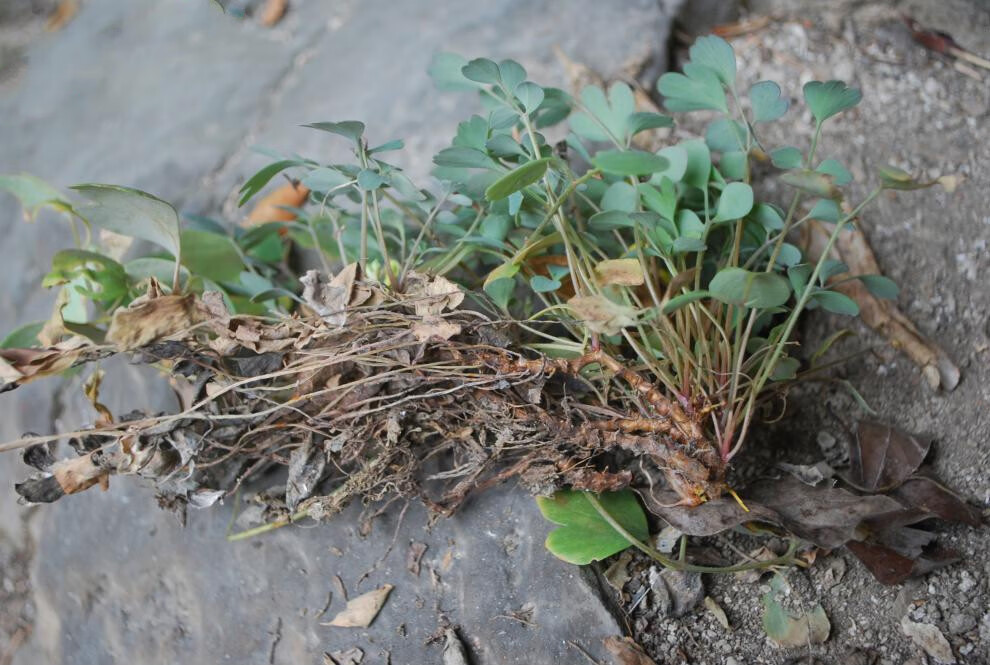 中药材新鲜岩黄连岩黄莲带根岩胡 岩连100克岩连菊花