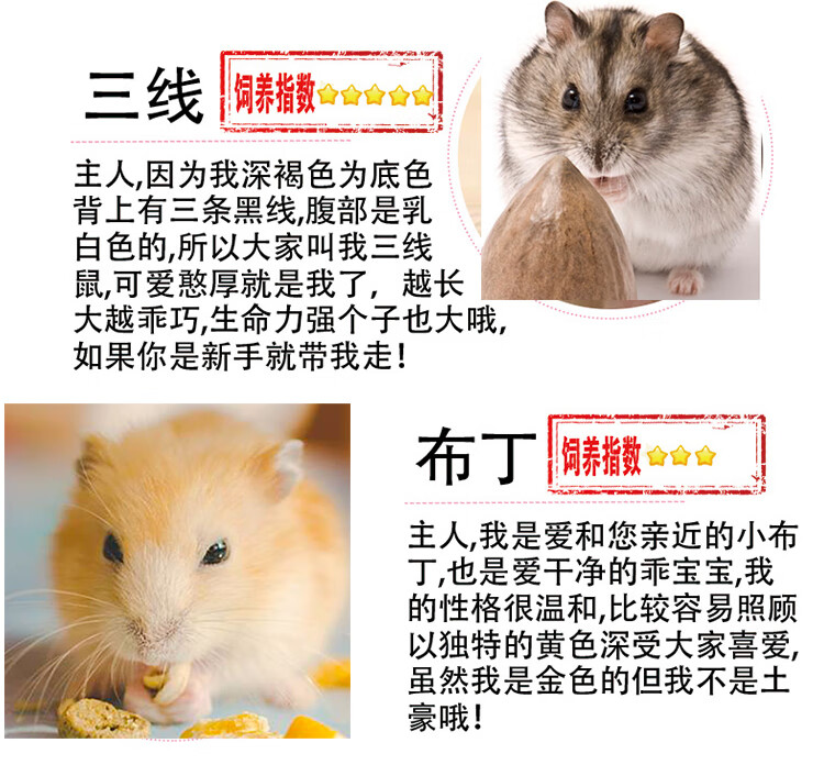 精选小仓鼠活体宠物仓鼠活物公仔已打疫苗金丝熊苍鼠公母一对情侣老