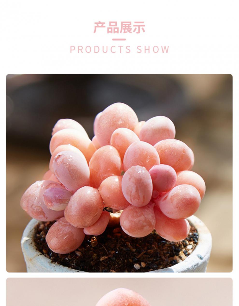 桃蛋多肉植物桃之卵肉肉室内阳台办公室植物高品质颜色正桃美人单头