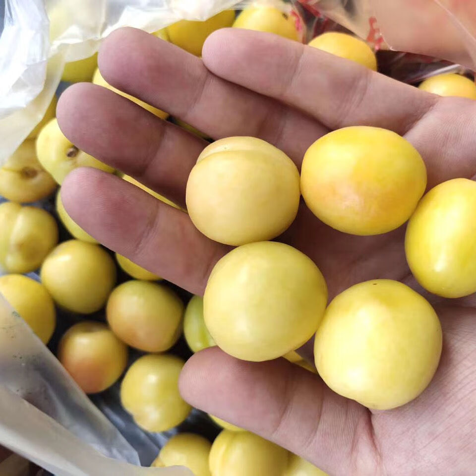 轻恋【顺丰空运】新疆当季轮台子甜杏子新鲜水果4斤装 son【图片 价格