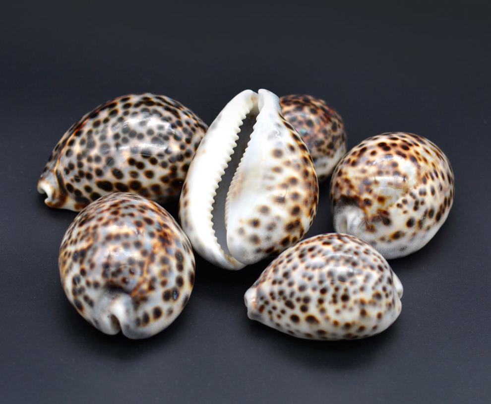 海螺贝壳天然虎斑贝水族鱼缸创意摆件礼物工艺饰品7cm天然虎斑贝