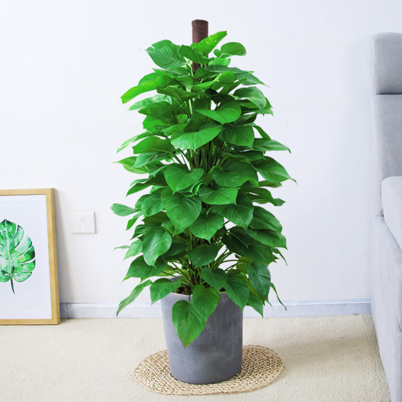 大叶绿萝柱盆栽办公室客厅昆明大型耐阴绿色植物花卉绿萝菱形水泥盆带