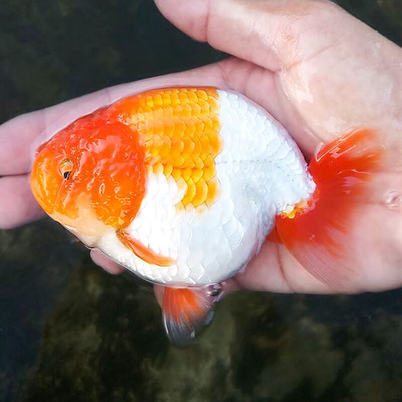 不二臣新手养鱼淡水蓝瘦金鱼兰寿金鱼精品赛级富贵鱼观赏鱼蓝兽金鱼