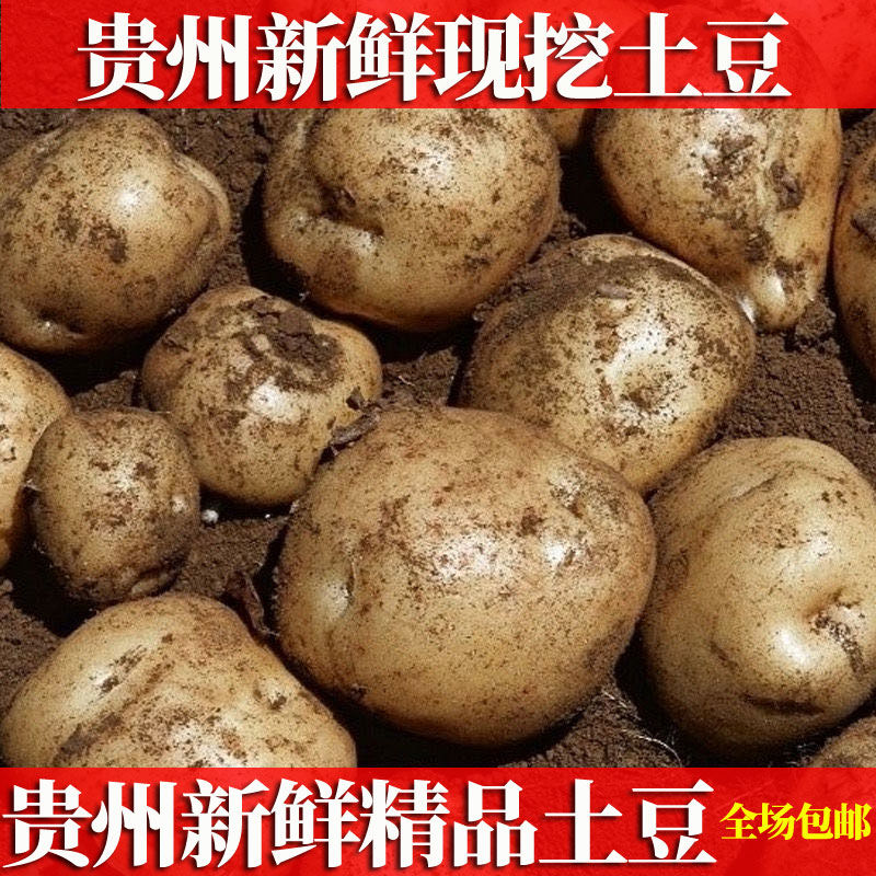 贵州新鲜土豆毕节威宁高山洋芋农家自种现挖五斤黄心土豆中果带箱5斤