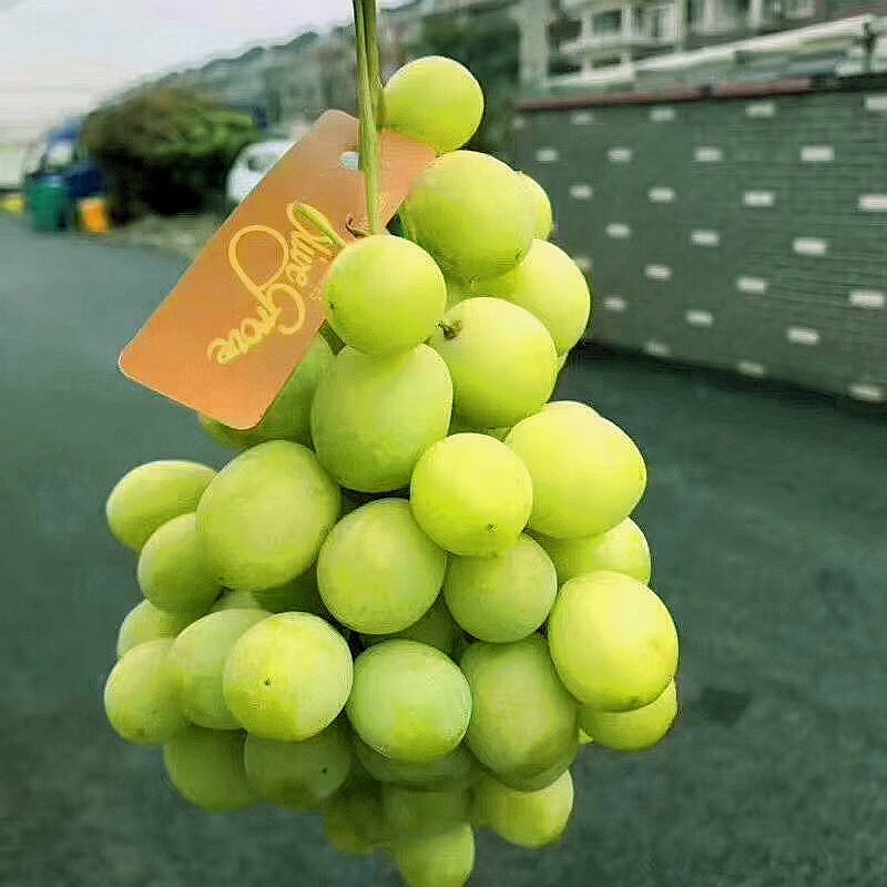 素界 澳洲甜地球澳大利亚青提2斤脆甜无籽秋天脆葡萄新鲜水果提子
