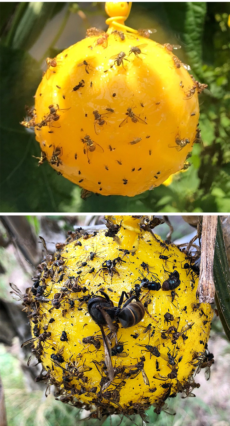 针蜂瓜果粘胶板粘虫板果蝇器贴果实蝇诱剂诱粘板5个装绿色