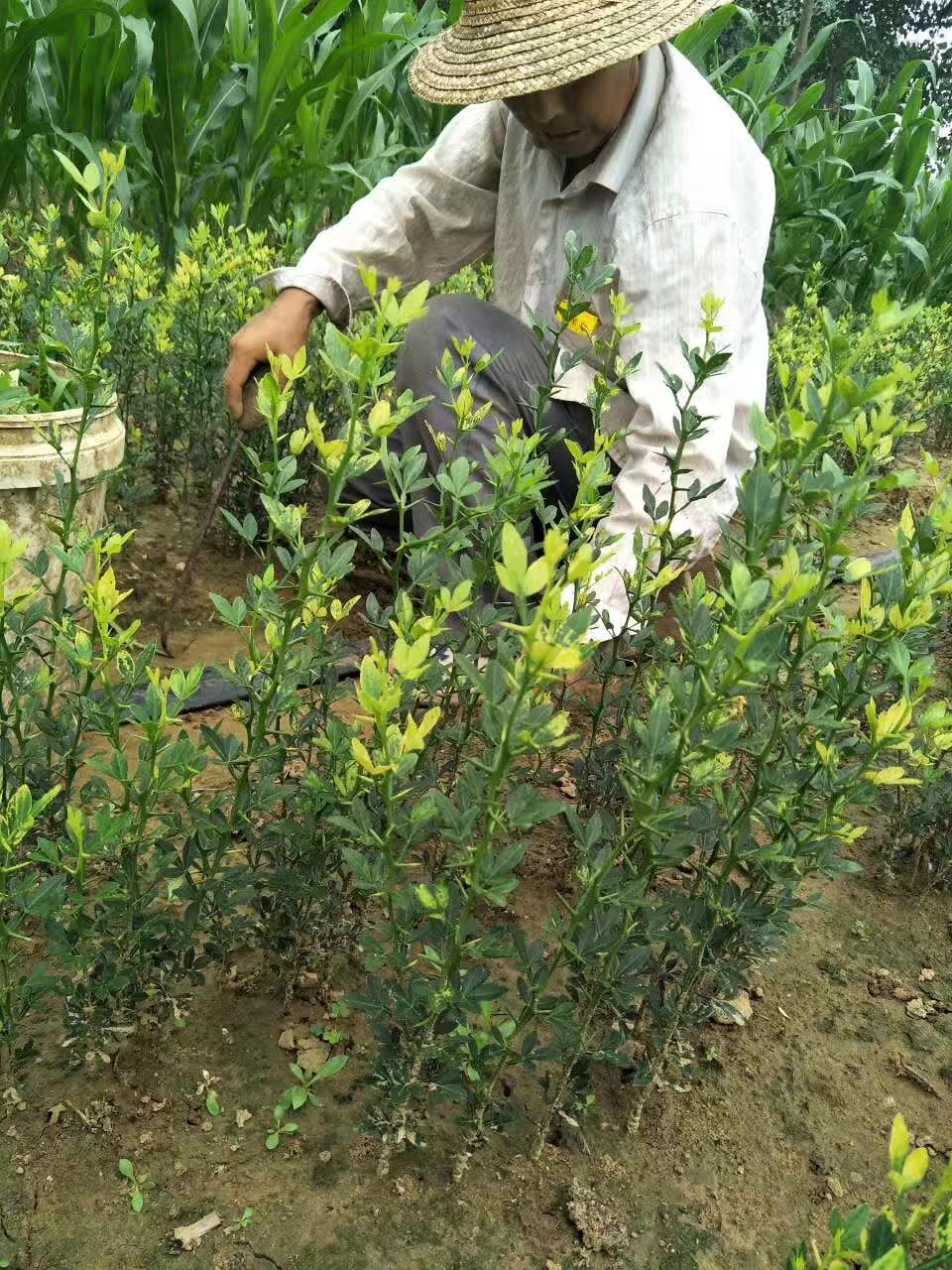 枳壳苗橙子柑桔枸橘苗嫁接积壳苗庭院围栏护园铁篱笆刺树围墙植物嫁接