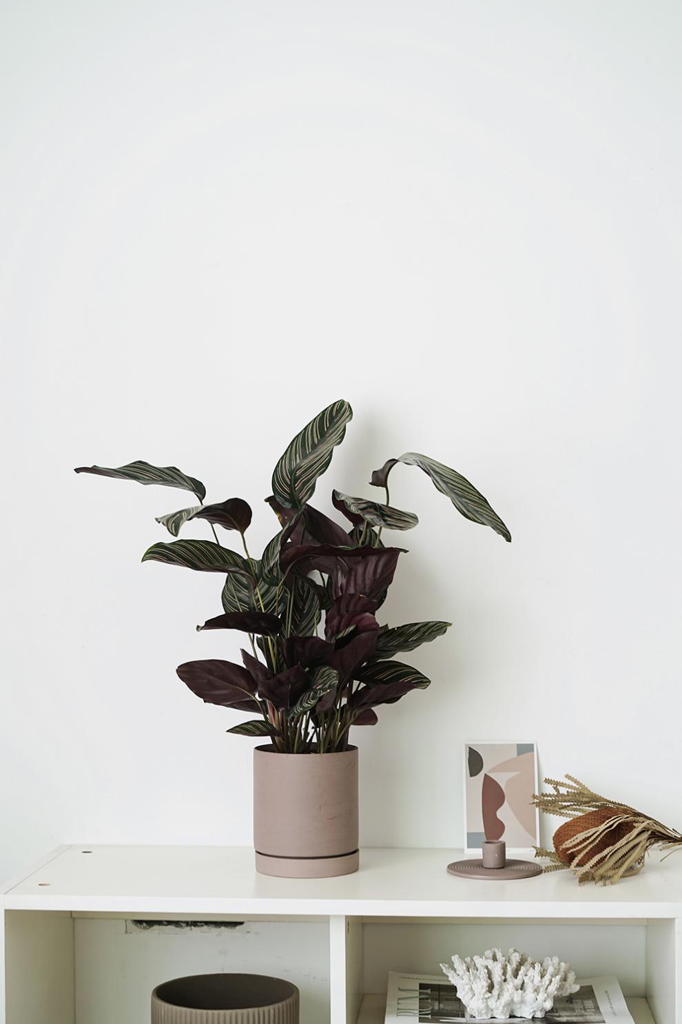 双线竹芋室内卫生间客厅卧室植物 阴暗环境植物盆栽 双线竹芋 直筒