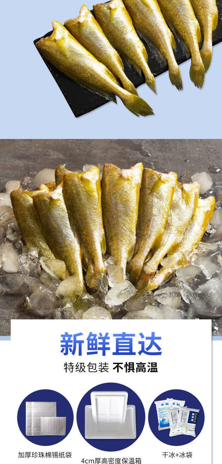 去头小黄鱼新鲜冷冻海捕黄花鱼无头海鲜鲜活鱼类水产普米加罗1013厘米