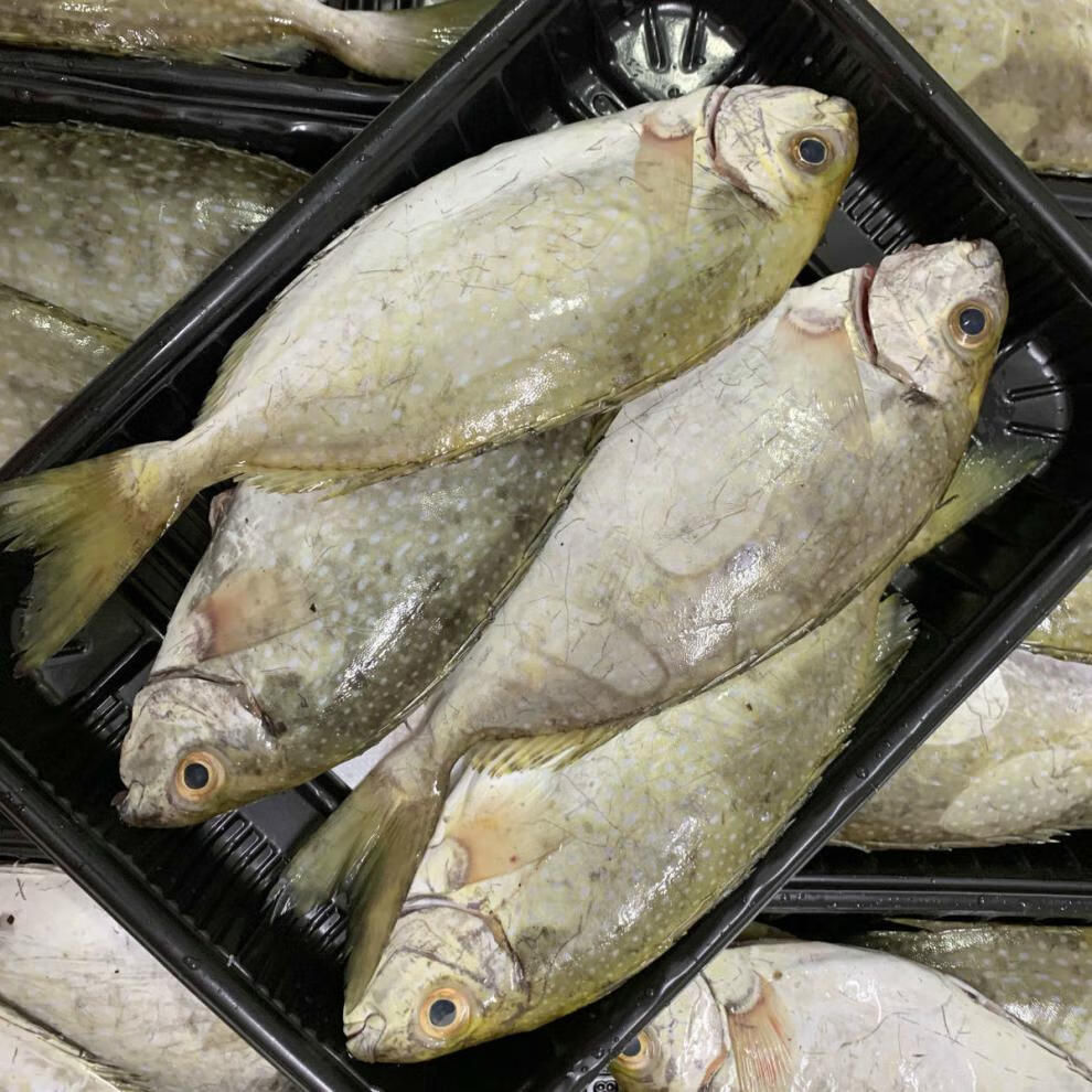 泥萌鱼泥猛鱼新鲜海捕南海秋叶鱼海鲜冷冻篮子鱼深海艾娘鱼水产 1斤装