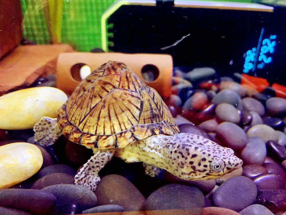 剃刀龟苗成体迷你龟种水财神剃刀龟4855cm1只装