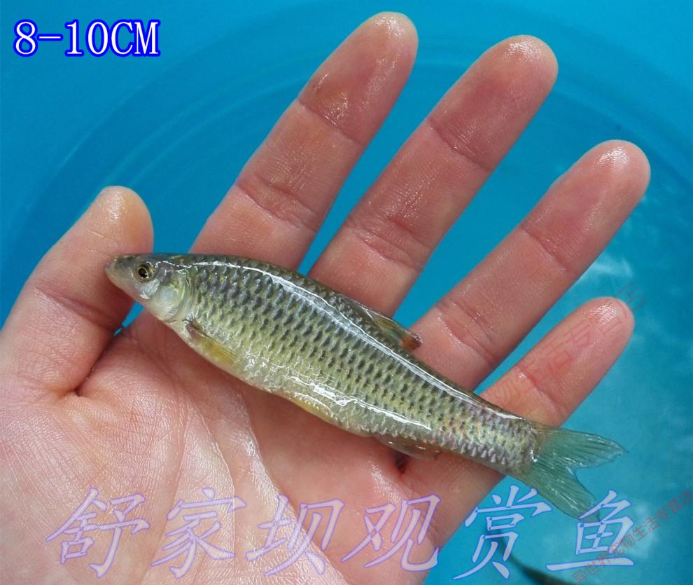 活体饲料鱼麦穗鱼饵料鱼乌龟饲料龙鱼饲料放生鱼小型鱼淡水鱼苗 麦穗