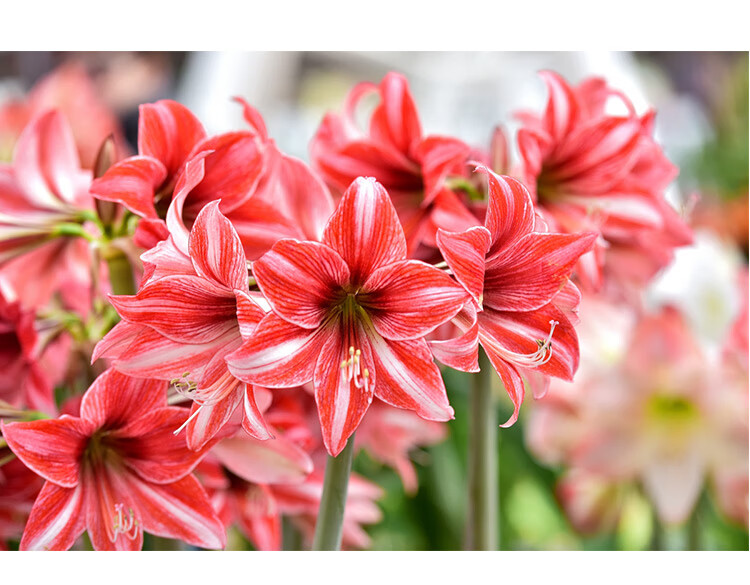 进口朱顶红种球大花球室内外四季盆栽开花植物球根花卉子易花易活