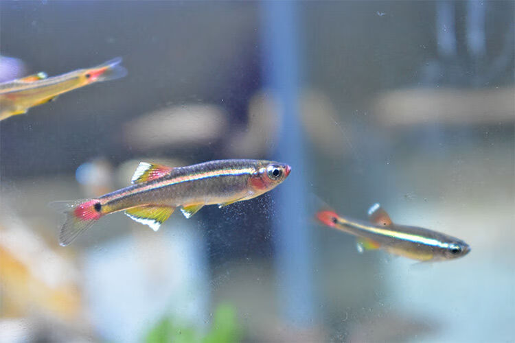 瑾伦冷水鱼白云金丝鱼小型鱼观赏鱼活体淡水鱼原生鱼草缸鱼好养不加温