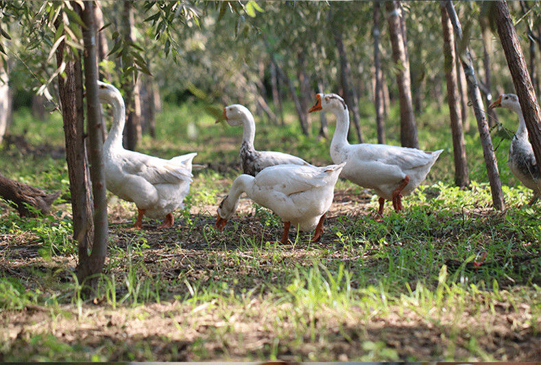 鹅肉新鲜大鹅整只白条真空现杀大白鹅活6斤左右土鹅农家散养草鹅林诺