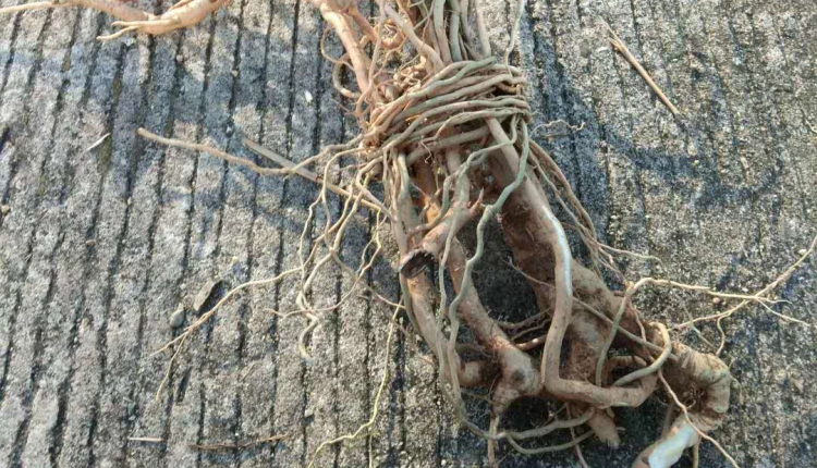 夜之君观音串 倒吊黄根 纯根 黄花倒水莲倒吊王根农村采挖500克干品