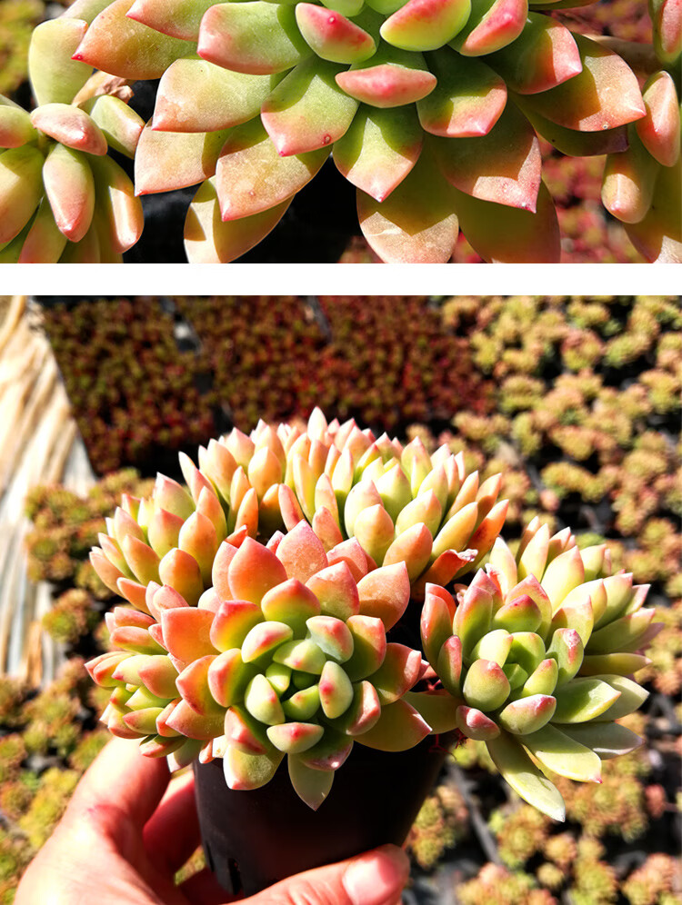 悬崖桩马库斯多肉植物基地新款超大超萌老庄巨多肉花 马库斯 老桩5头