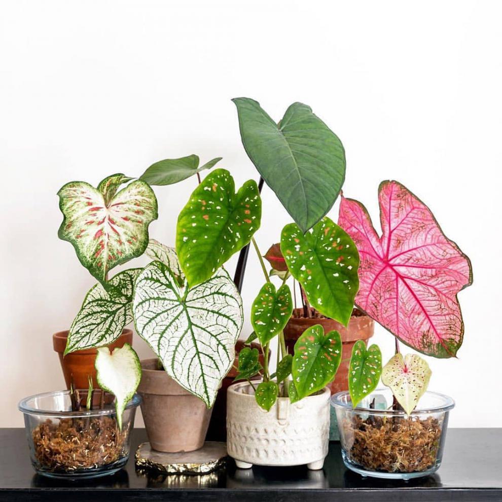 绿天鹅绒海芋 彩叶芋 花叶芋海芋白色圣诞粉色草莓室内绿植物盆栽