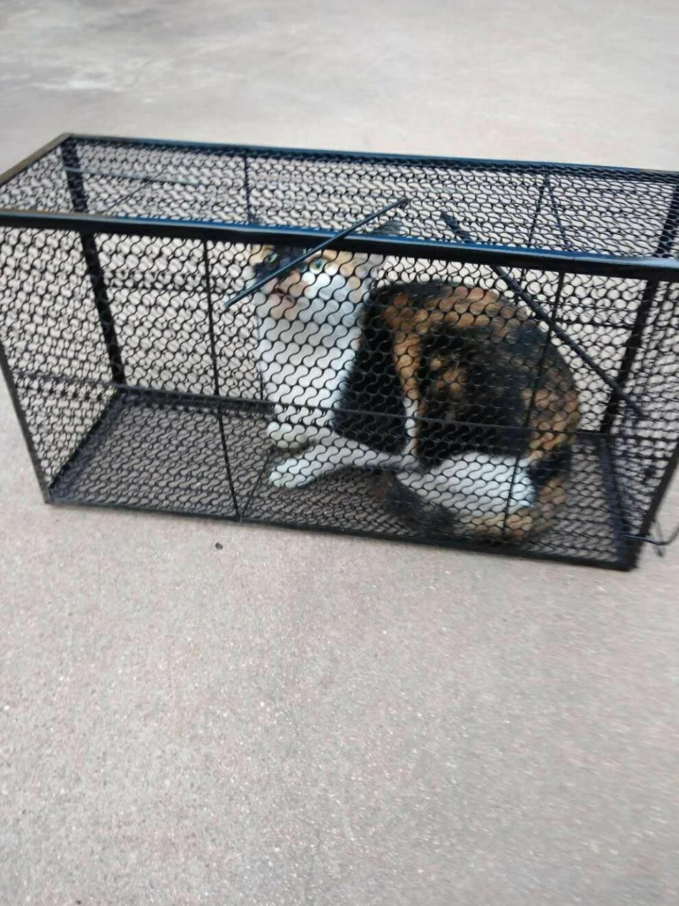 猫大号捉狗猫神器猫家用捉夹子寻猫 折叠带诱饵间60*20*18公分【图片