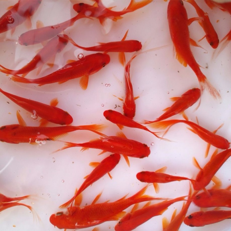 【京东】金鱼活 锦鲤鱼活冷水观赏鱼小金鱼龙睛红头龙鱼活饲料鱼 3